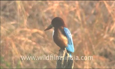 Sariska_HDC_62_7.flv