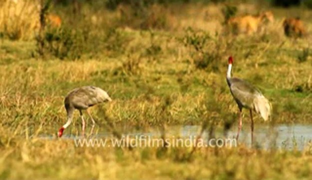 Sarus Cranes trumpeting gloriously.flv
