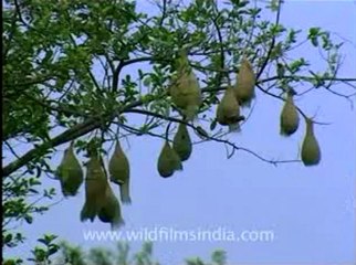 Shivalik monsoon-2.flv