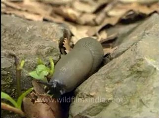 Shivalik monsoon-3-1.flv