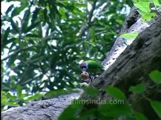 Shivalik monsoon-9.flv