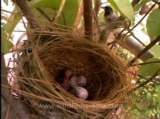 Shivalik monsoon-Red vanted bulbul.flv
