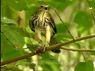 Shivalik monsoon-hhu.flv