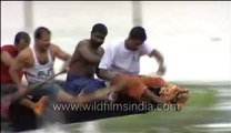 Snake boat race-MPEG-4 800Kbps.mp4