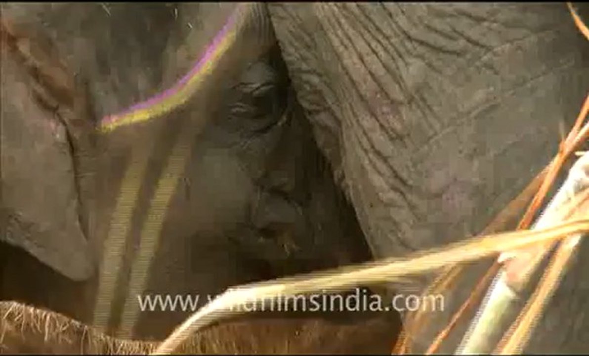 Sonepur_3.flv
