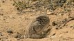 Spiny-tailed lizard in Desert National Park .flv