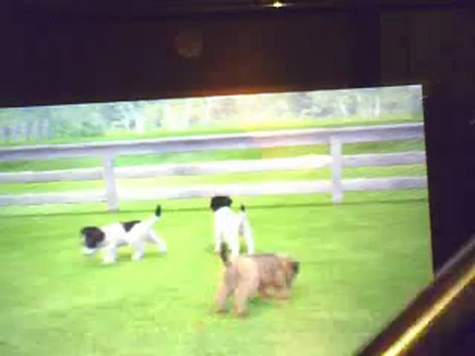nintendogs + cats le chenil partie 4 ( la derniére vidéo du chenil )