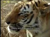 Tiger (close up)-MPEG-4 800Kbps-MPEG-4 300Kbps.mp4