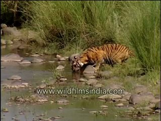 Tigress with its cub at stream