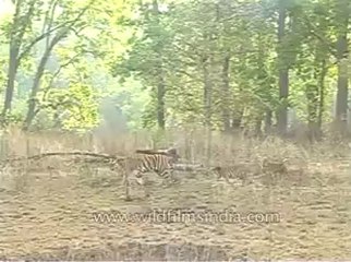 Tiger-kanha-mdv-540-2.flv