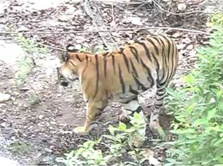 Tiger-kanha-mdv-540-8.flv