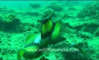 Under water_tape_1a_00-00-26-10.flv