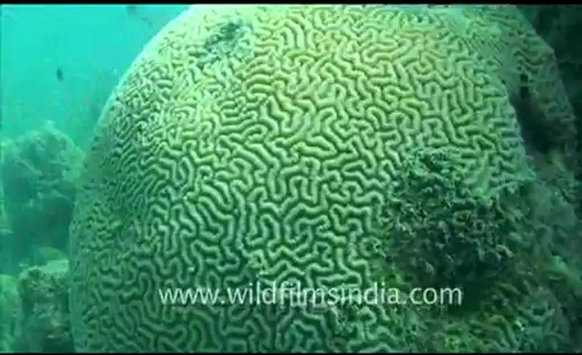 Under water_tape_3a_00-01-50-09.flv