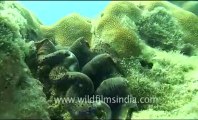 Under water_tape_3a_00-20-31-04.flv