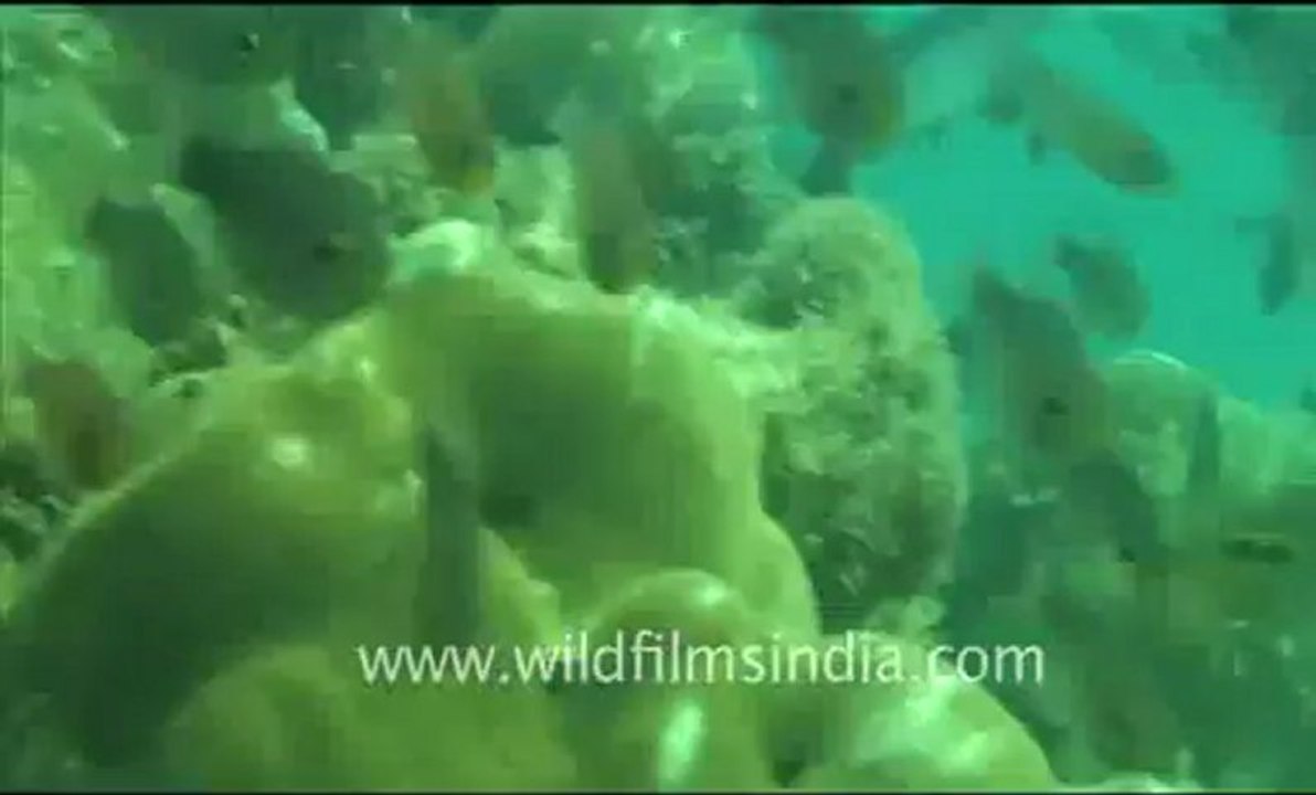 Under water_tape_3a_00-56-46-15.flv