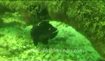 Under water_tape_4a_00-52-14-15.flv
