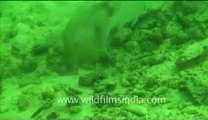 Under water_tape_5a_00-17-29-20.flv