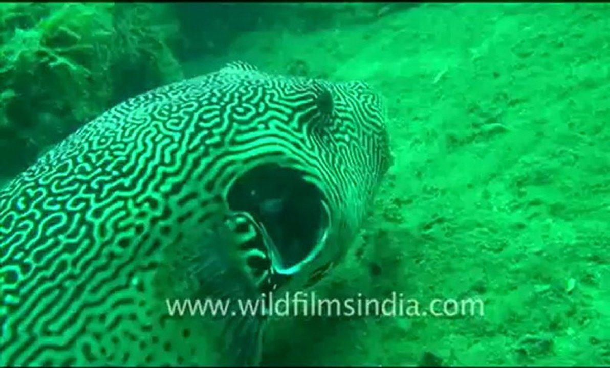 Under water_tape_6a_00-50-34-03.flv