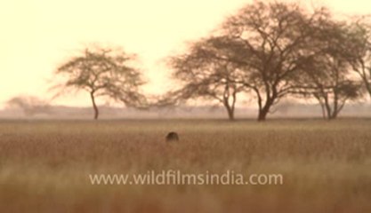 Velavadar Black Buck National Park_19.flv