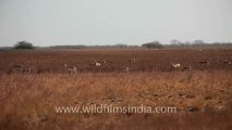 Velavadar Black Buck National Park_9.mov