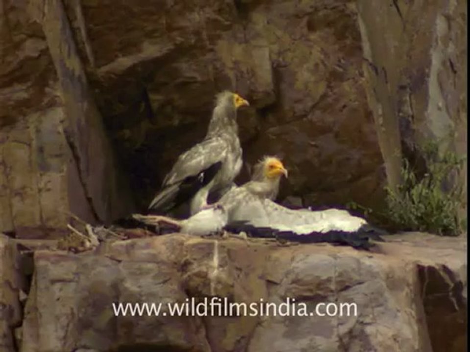 Vultures fighting.flv
