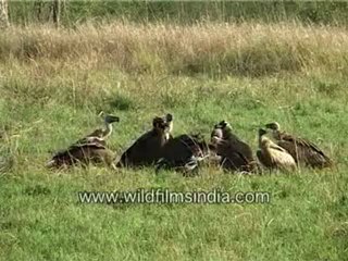 Vultures having feast-MPEG-4 800Kbps.mp4