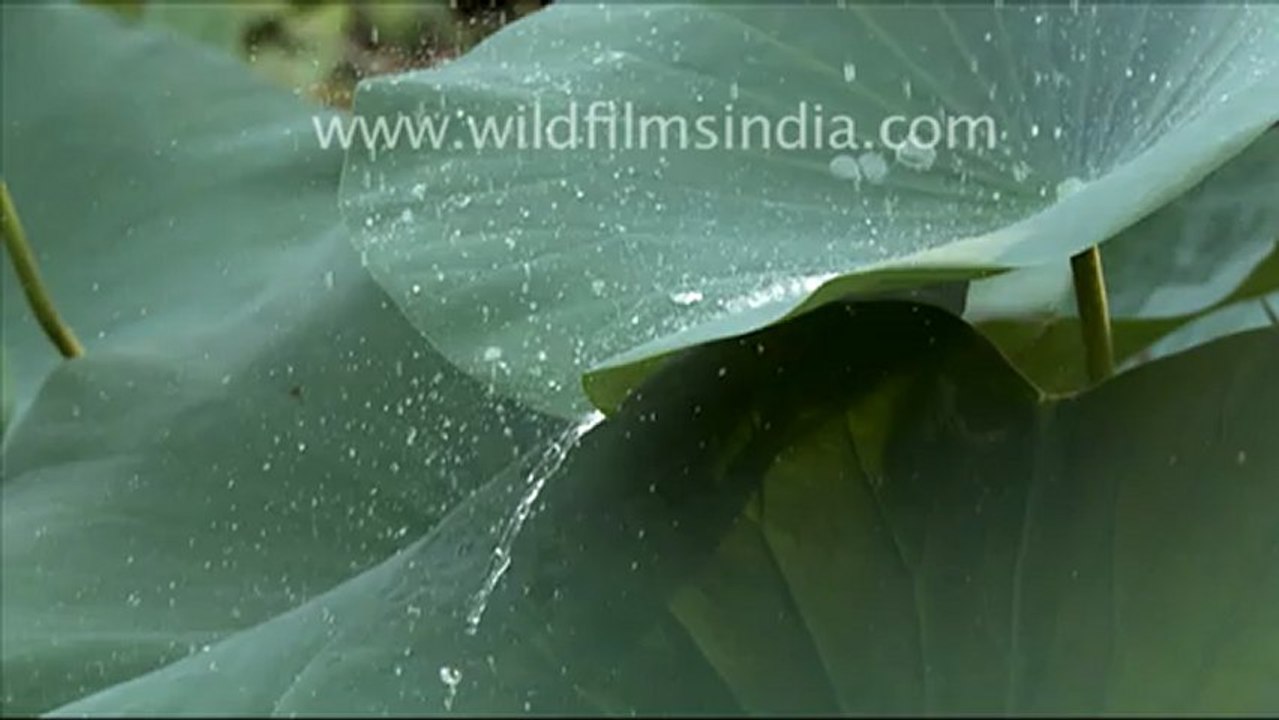 Water droplets on lotus leaves_3.mov