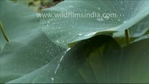 Water droplets on lotus leaves_3.mov
