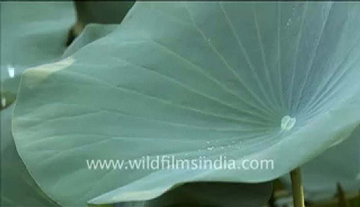 Water droplets on lotus leaves_1.mp4
