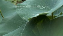 Water droplets on Lotus leaves