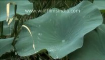 Water droplets on lotus leaves_4.flv