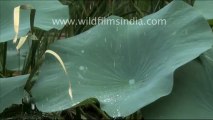 Water droplets on lotus leaves_4.mov