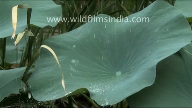 Water droplets on lotus leaves_4.mov