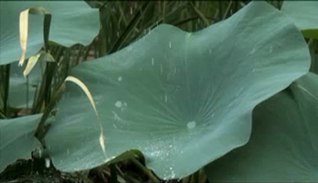 Water droplets on totus leaves_6.flv