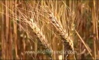 Wheat_2.flv