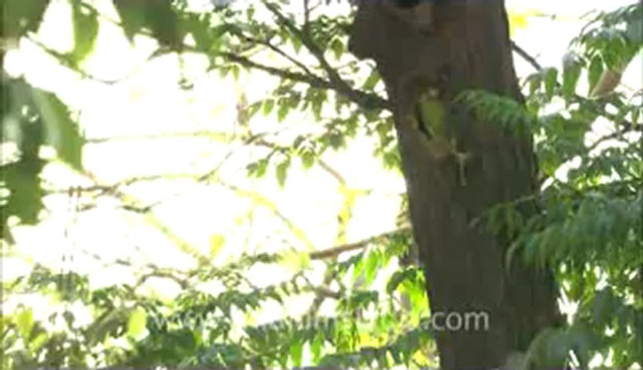 Wild life-delhi-1.flv