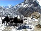 Yaks and donkeys carrying luggage-MPEG-4 800Kbps.mp4