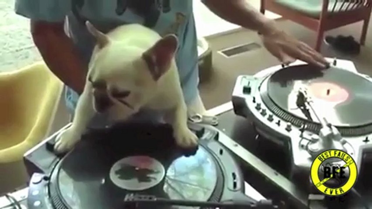 Best Fails Ever (Funny Animals Compilation)