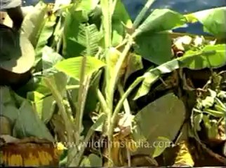 andamans&nicobar-7-1.flv