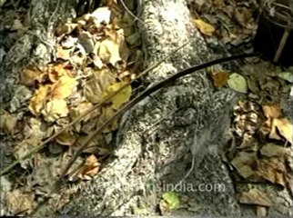 andamans&nicobar-8-2.flv