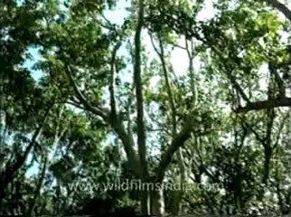 andamans&nicobar-8-3.flv
