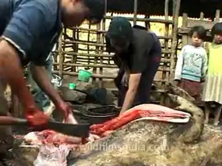 animal slaughter-1.flv