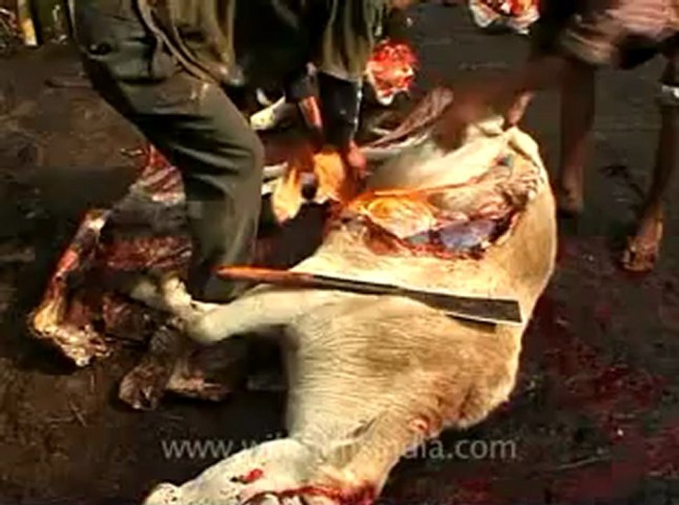 animal slaughter-10.flv