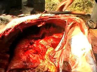 animal slaughter-11.flv