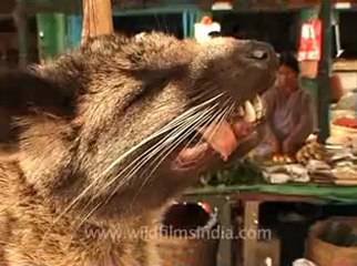 animal slaughter-21.flv