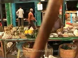 animal slaughter-22.flv