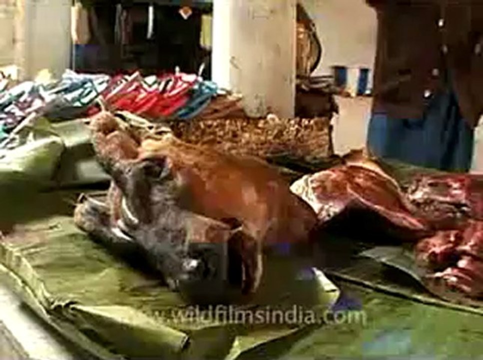 animal slaughter-24.flv
