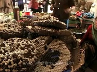 animal slaughter-26.flv