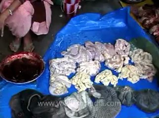 animal slaughter-28.flv