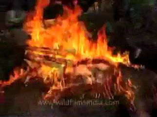 animal slaughter-8.flv